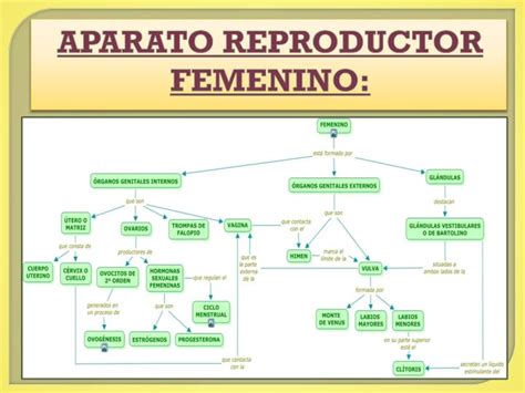 Mapa Conceptual Del Aparato Reproductor Masculino Y Femenino Most Porn Sex Picture