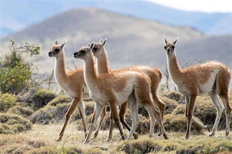 Flora Y Fauna De La Sierra Peruana La Bella Esmeralda De Los Andes Hot Sex Picture