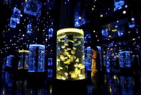 Epson Aqua Park Shinagawa Aquariums Re Opening In Tokyo