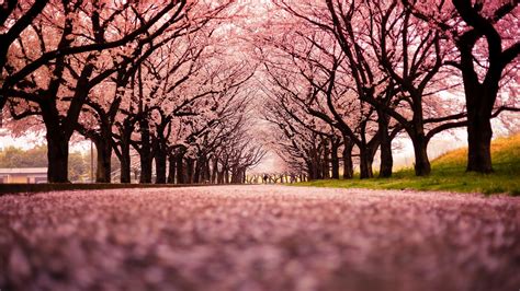 Landscape Cherry Blossom Trees Path Nature Wallpapers Hd Desktop