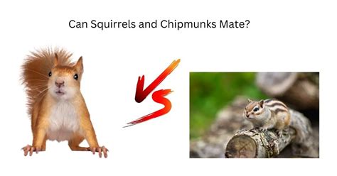 Can Squirrels And Chipmunks Mate Explained