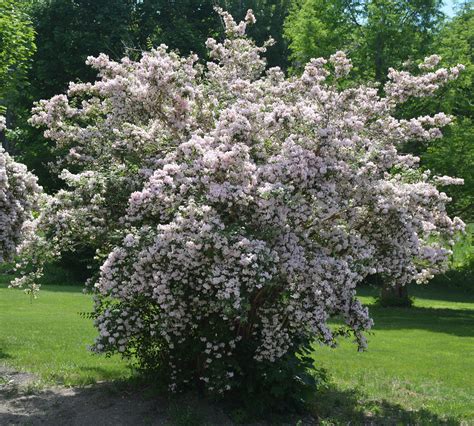 Beautybush Umass Amherst Greenhouse Crops And Floriculture Program