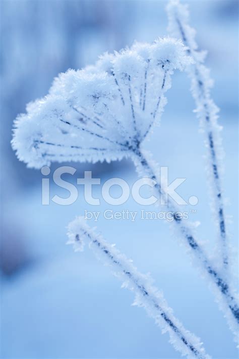 Beautiful Frozen Winter Plant Stock Photo Royalty Free Freeimages