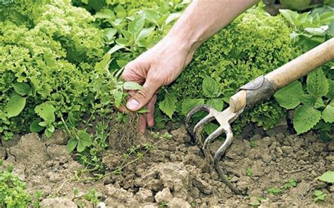 And also have the fire indoor gardens too. 10 Non-Toxic Ways to Control Weeds | Small Footprint Family™