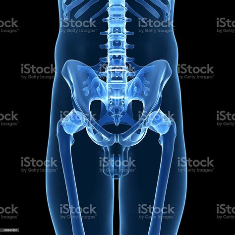 Skeletal Hip Stock Photo Download Image Now Hip Bone Illustration