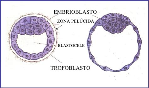 Embriología Humana Vocabulario De La Primera Semana De Desarrollo De