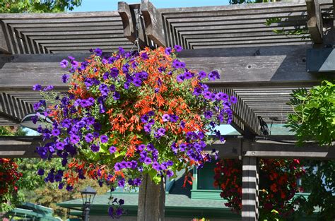 Grab a limited edition box! What Grows There :: Hugh Conlon, Horticulturalist ...