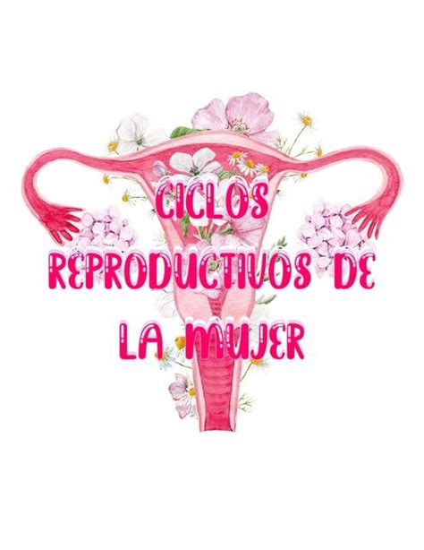 Ciclos Reproductivos De La Mujer By Amy Mednotes Amymednotes Udocz
