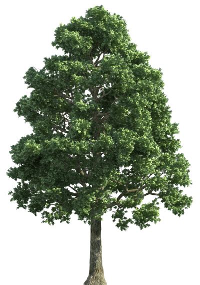 Download Tree Free Png Transparent Image And Clipart Tree Photoshop