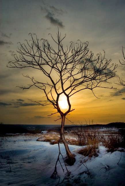 20 Amazing Pictures Of Natures Creativity Trees