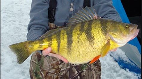 They are one of the most abundantly available fish species. Idaho girl, 12, sets new yellow perch world record | KVAL