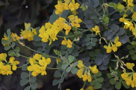 Coronilla Valentina Plant Biodiversity Of South Western Morocco