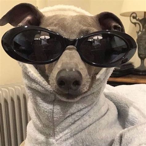Dog With Clout Goggles Meme Amazing Design Ideas