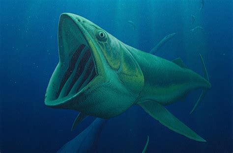 New Giant Prehistoric Fish Species Found Gathering Dust In Museums Wired