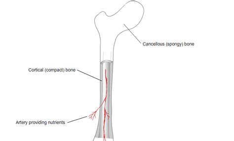 Bone Anatomy And Physiology Bone And Spine