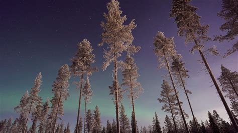 Long Pine Trees Winter Northern Lights 4k Trees Wallpapers Snow
