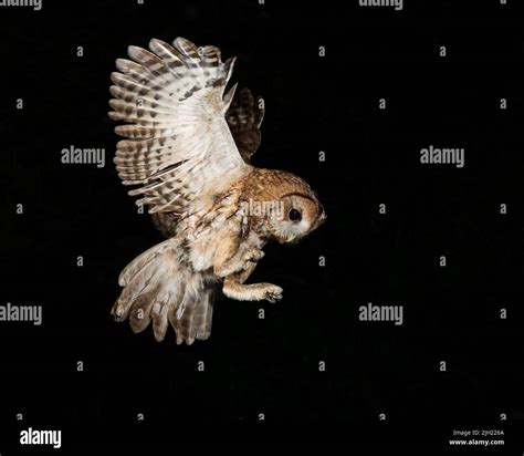 Swooping Owl Hi Res Stock Photography And Images Alamy