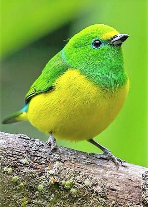 Birds are a group of endothermic vertebrates, characterised by feathers