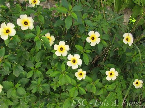 Flor-do-guarujá, damiana ou chanana, uma das nossas plantas medicinais ...