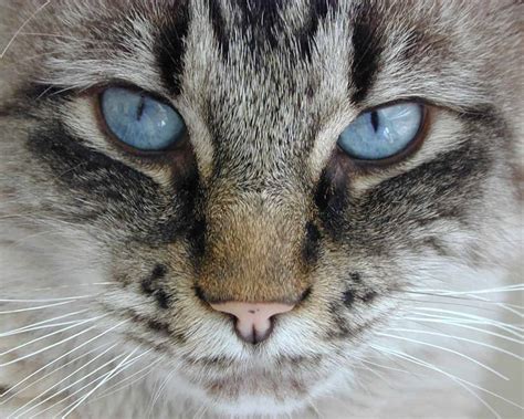 Mesmerizing Fun Facts About Cats Eye Colors Cole