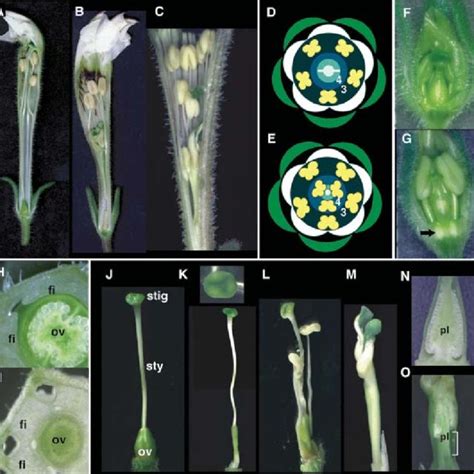 Complementation Of Arabidopsis Sup Mutants By Phsup1 Genomic Dna