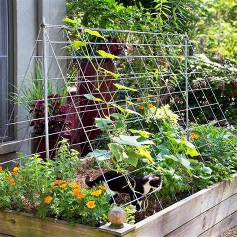 Galvanized Metal Cucumber Trellis With Large Grid Openings For Raised
