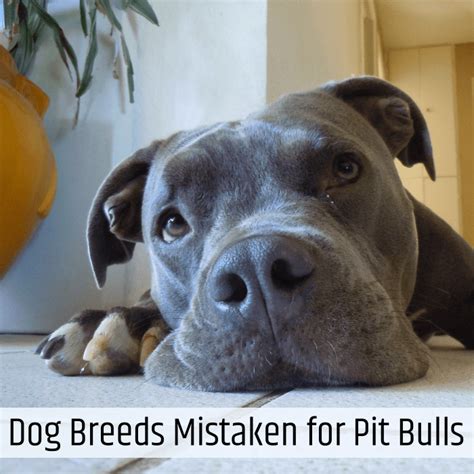 10 Dog Breeds Most Commonly Mistaken For Pit Bulls Pethelpful