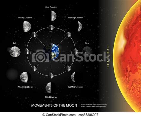 Movements Of The Moon 8 Lunar Phases Realistic Vector Illustration