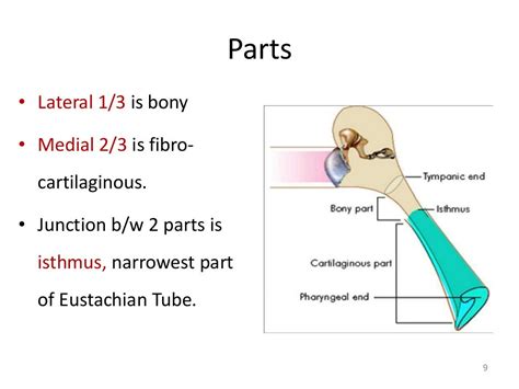 Eustachian Tube Anatomy Test And Disorders Drvijaya Sundarm 20