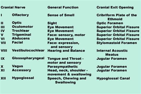 Mnemonic For 12 Cranial Nerves And Their Types Cranial Nerves