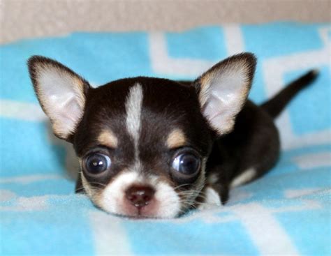 Chihuahua Lover Chihuahua Puppies Cute Puppies Dogs And Puppies