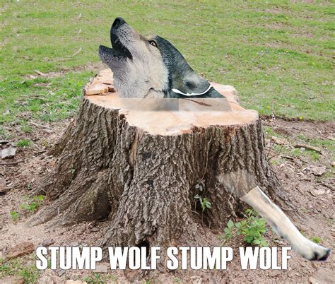 So I Had A Dream Where There Was A Meme Called Stump Wolf Rdreams
