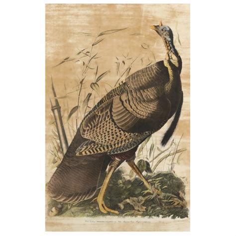 decorative print after audubon s wild turkey lot 264 may estate auctionmay 10 2023 9 00am