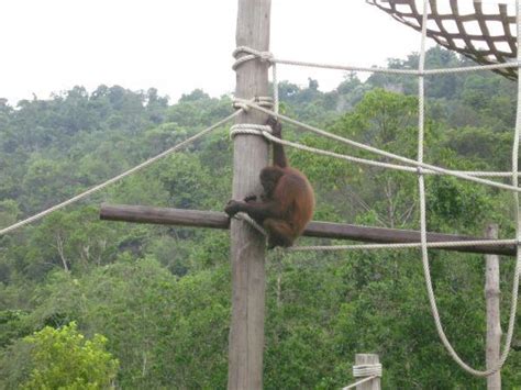 ︎ taman hidupan liar zoo lok kawi. Taman Hidupan Liar Lok Kawi