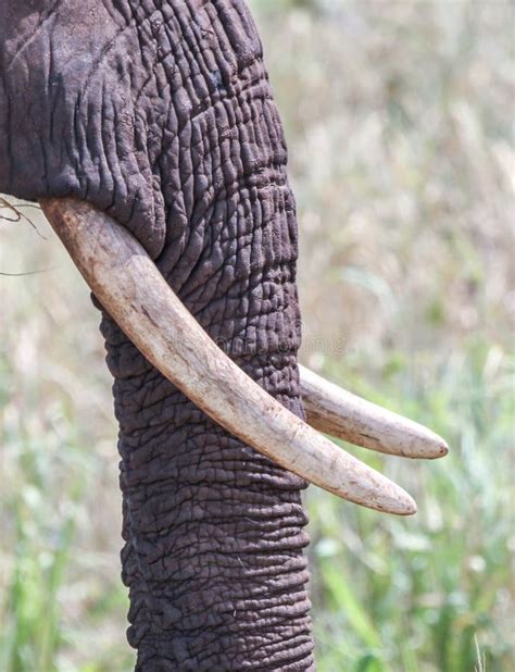 Elephant Tusk And Trunk Stock Photo Image Of Ivory National 29973054