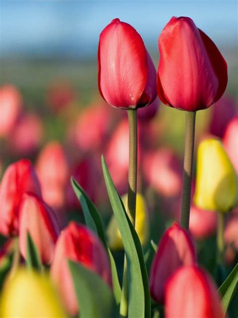 Spring Tulip Festival Bing Wallpaper Download