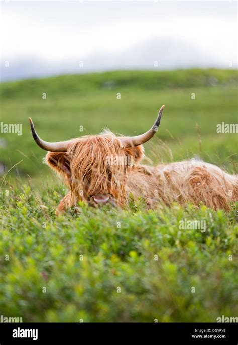 Highland Cow On The Isle Of Mull Scotland Stock Photo Alamy
