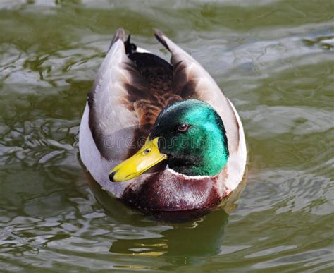Mallard Drake On A Pond Stock Image Image Of Beak Bill 13439263