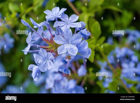 Blooming Bush Plumbago Auriculata With Pale Blue Flowers Close Up Stock
