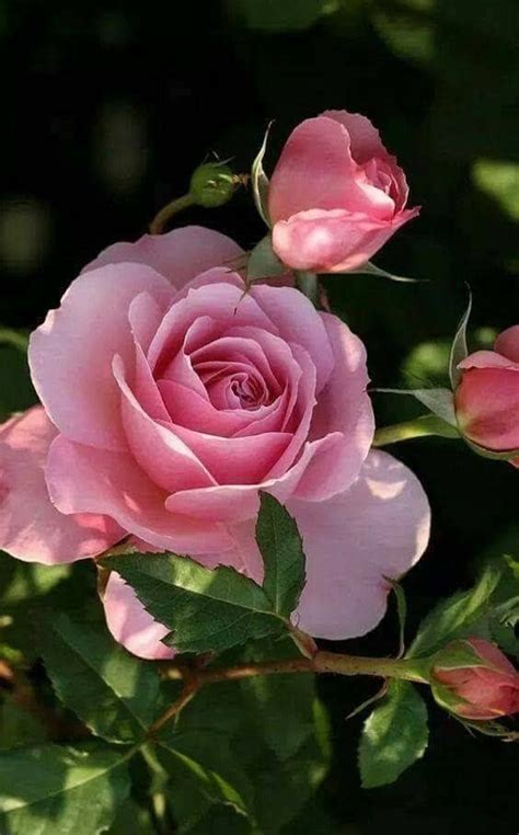 La mia vita è tutta rosa e fiori ma io sono allergico. Pin di Dlo jan su gol | Bellissimi fiori, Fiori rosa ...