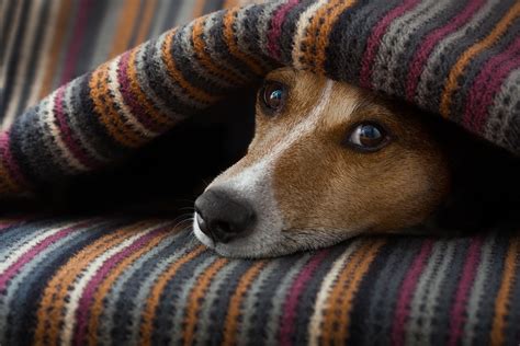 Noise Aversion In Dogs A Common Condition That Goes Undiagnosed
