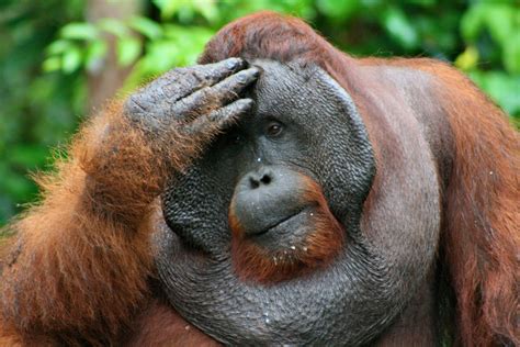 Orangutan Suffering Clean Malaysia