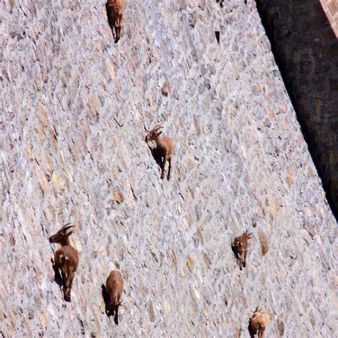 Goats On A Dam Ibex Goat Mountain Goats Climbing Mountain Goat