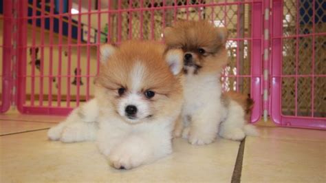 Beautiful Sable And White Pomeranian Puppies For Sale Georgia Local