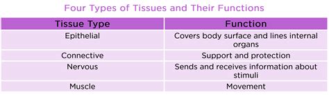 What Are The 4 Types Of Tissue And Their Functions Slideshare
