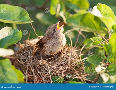 Baby Bird In The Nest Stock Photo Image Of Beak Chick 80568110