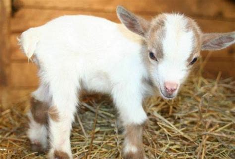 Lovely Baby Goat