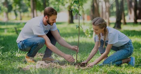 Planting a Tree | 5 Easy Steps to a Successful Tree Transplant