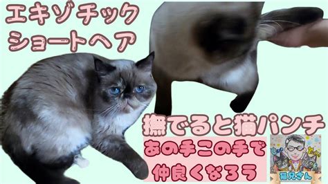 ビビりのエキゾチックショートヘアは逃げるのであの手この手で仲良くなろう保護猫キャットスペース中崎町 How to get along