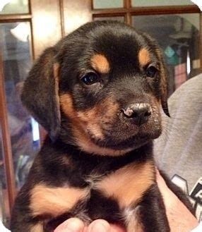 Thank you for your interest in adopting a grateful dog! Puppy for adoption, Adoption and Missouri on Pinterest